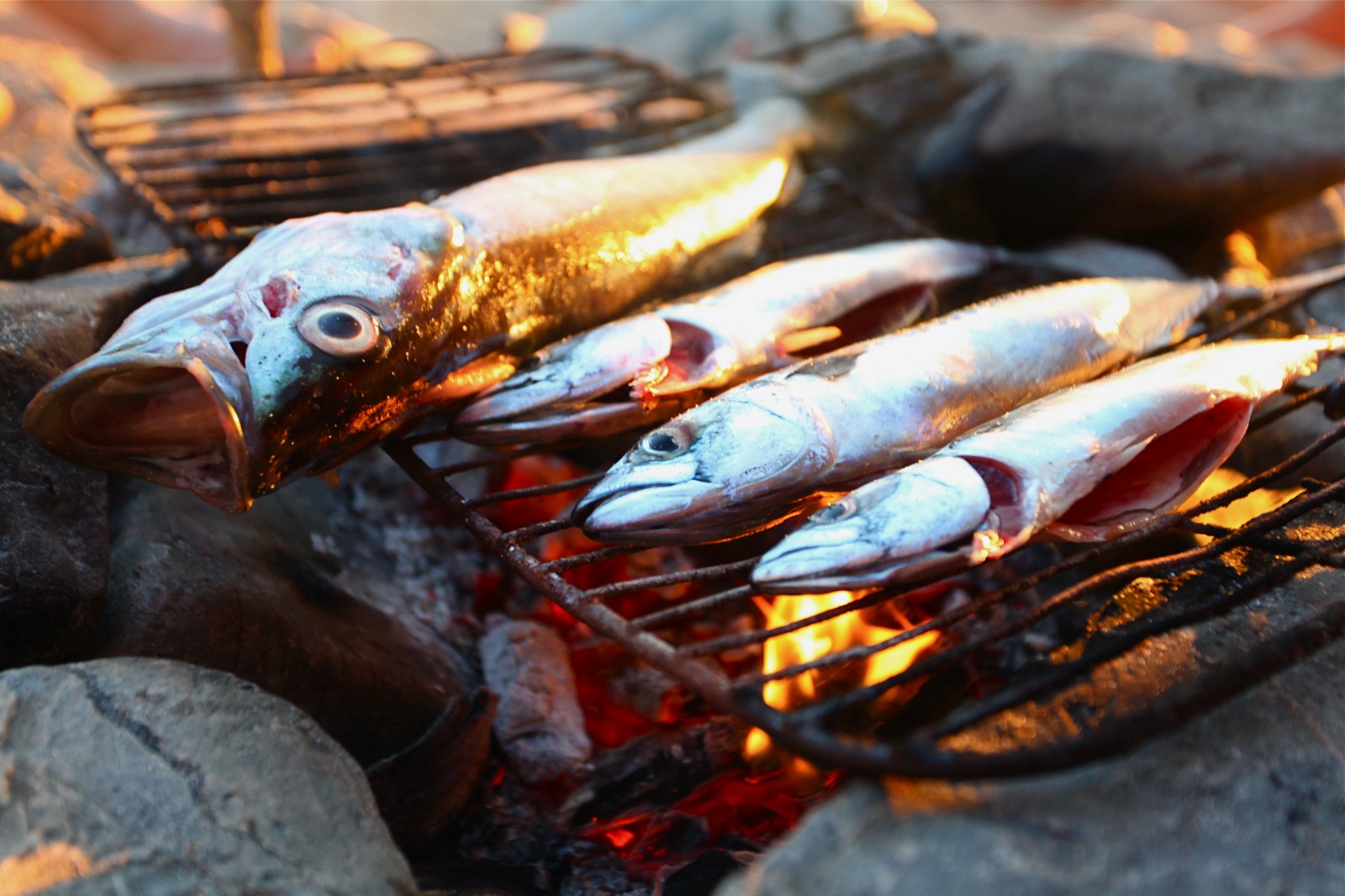 Image result for cooking  fish at a beach